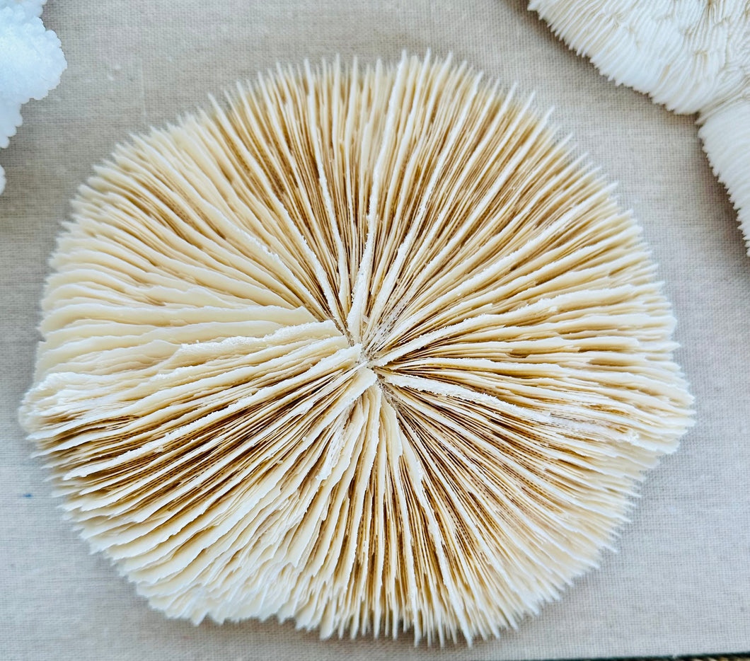 Coral
